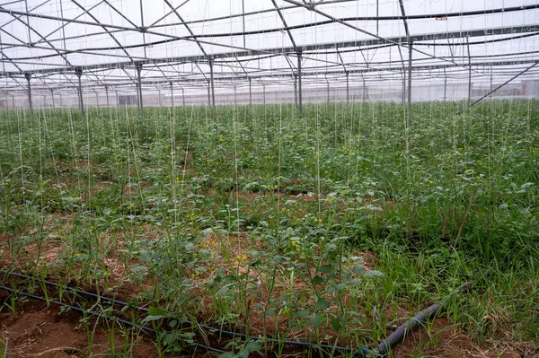 Cultivo Ensalada Roja Tomates Plantaciones Invernadero Fondi Lazio Agricultura Italia —  Fotos de Stock