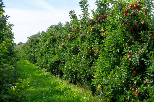 Harvesting time in fruit region of Netherlands, Betuwe, Gelderland, organic plantation of apple fruit trees in september, elstar, jonagold, ripe apples, agriculture in Netherlands
