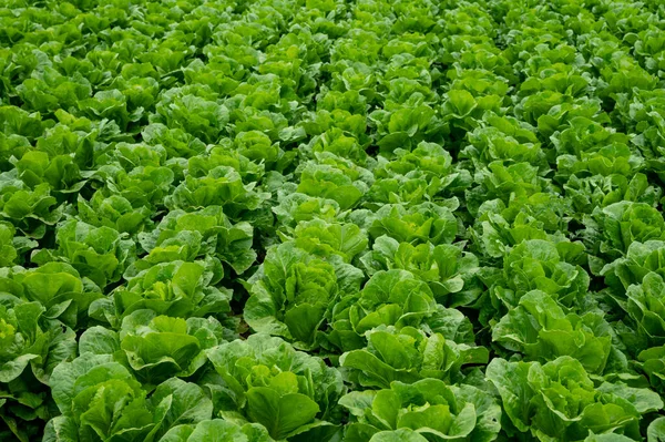 Bauernhof Mit Reihen Junger Frischer Römischer Salatpflanzen Die Draußen Unter — Stockfoto