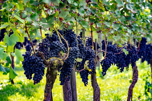 Výroba Vína Nizozemsku Zralá Černá Červená Vinná Réva Připravená Sklizni — Stock fotografie