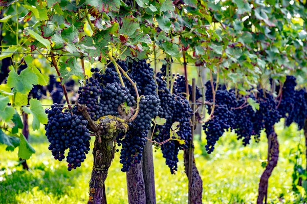 Elaboración Vino Los Países Bajos Uva Vino Tinto Negro Madura —  Fotos de Stock