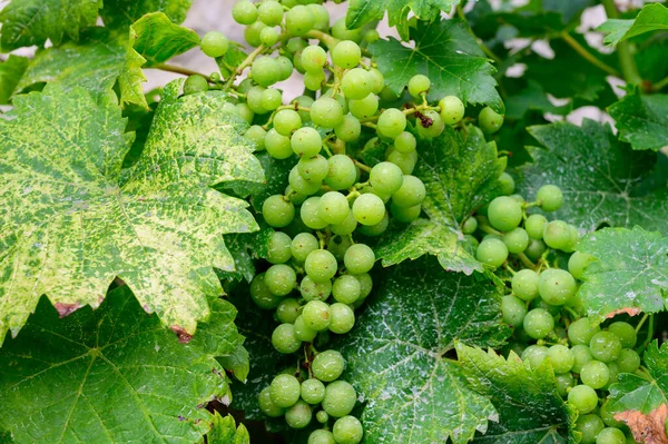 Upripe Green Grapes Champagne Vineyards Cote Des Bar Aube South — Stock Photo, Image