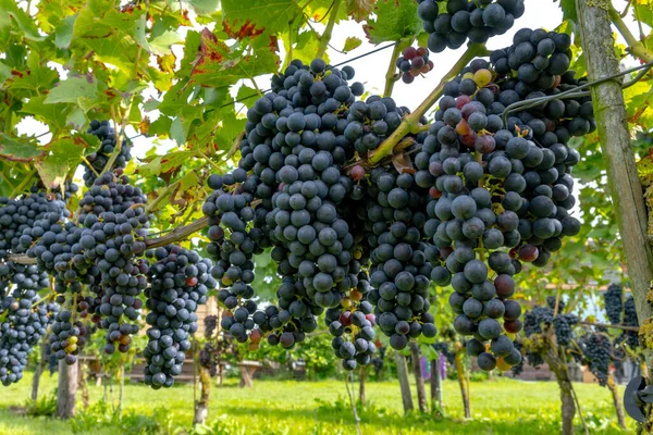 Виноделие Нидерландах Спелый Черный Виноград Красного Вина Готовы Сбору Урожая — стоковое фото