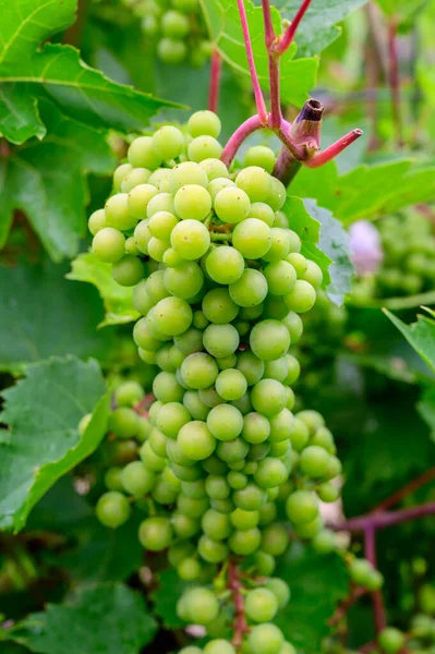 Uvas Verdes Viñedos Champán Cote Des Bar Aube Sur Región —  Fotos de Stock
