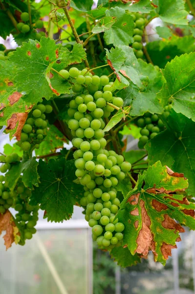Upripe Green Grapes Champagne Vineyards Cote Des Bar South Champange — Stock Photo, Image
