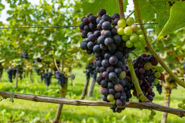 荷兰酿造葡萄酒 在荷兰的Betuwe Gelderland葡萄园准备收获成熟的黑红葡萄酒 有机葡萄酒 — 图库照片