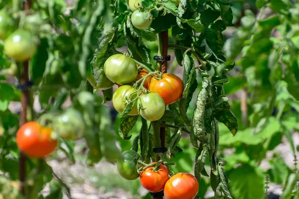 Wijnstok Van Tomatenplant Met Veel Grote Rijpende Biologische Tomaten Groenten — Stockfoto
