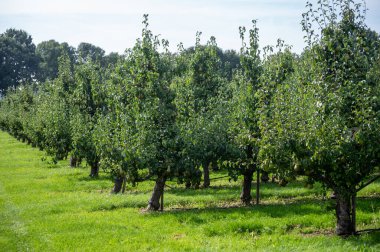 Konferans armut ağaçlarıyla dolu yeşil organik bahçeler. Betuwe, Gelderland, Hollanda 'da olgun meyvelerle. Eylül ayında hasat etmeye hazır.