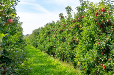 Hollanda 'nın meyve bölgesinde, Betuwe' de, Gelderland 'da, Eylül, elstar, jonagold, olgun elma, Hollanda' da tarımda, elma ağaçlarının organik ekininde hasat zamanı