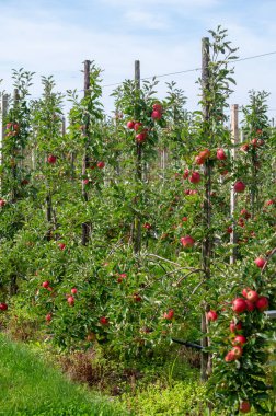 Hollanda 'nın meyve bölgesinde, Betuwe' de, Gelderland 'da, Eylül, elstar, jonagold, olgun elma, Hollanda' da tarımda, elma ağaçlarının organik ekininde hasat zamanı