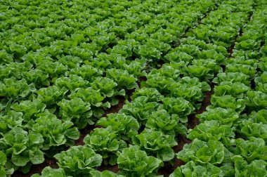 İtalyan güneşinin altında yetişen taze yeşil romaine marul bitkileriyle dolu tarım tarlaları, İtalya 'da tarım, Lazio.