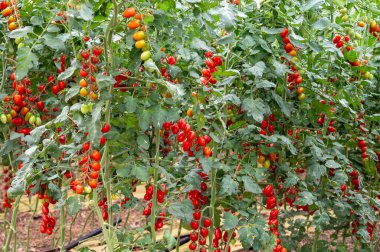 Fondi, Lazio 'daki sera çiftliklerinde kırmızı salata ya da sos yetiştirme, İtalya' da yaz aylarında tarım