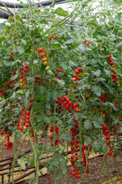 Fondi, Lazio 'daki sera çiftliklerinde kırmızı salata ya da sos yetiştirme, İtalya' da yaz aylarında tarım