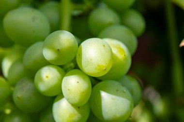 Riesling beyaz şarap üzümleri Almanya 'daki tepe üzüm bağında yetişiyor, olgunlaşmamış üzümler kapanıyor.