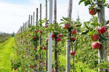 Hollanda 'nın meyve bölgesinde, Betuwe' de, Gelderland 'da, Eylül, elstar, jonagold, olgun elma, Hollanda' da tarımda, elma ağaçlarının organik ekininde hasat zamanı