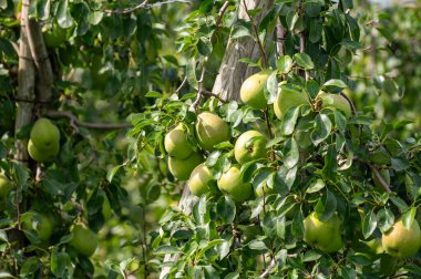 Betuwe, Gelderland, Hollanda 'da olgunlaşmış meyvelerle dolu sıra sıra Konkord armut ağaçlarıyla yeşil organik bahçeler Eylül ayında hasat etmeye hazır.