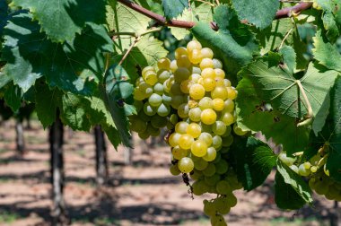Lazio, İtalya 'da beyaz şarap üzümleri yetiştiren üzüm bağları, Chardonnay, muscat ve malvasia üzümleri