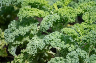 # Bahçede yetişen yeşil yapraklı kıvırcık lahana #