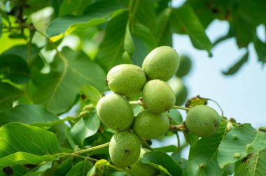 Yeşil kabuklu büyük olgunlaşmamış fındıklı ceviz ağacı, toplanma zamanı.