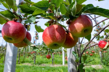 Hollanda 'nın meyve bölgesinde, Betuwe' de, Gelderland 'da, Eylül, elstar, jonagold, olgun elma, Hollanda' da tarımda, elma ağaçlarının organik ekininde hasat zamanı