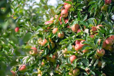 Hollanda 'nın meyve bölgesinde, Betuwe' de, Gelderland 'da, Eylül, elstar, jonagold, olgun elma, Hollanda' da tarımda, elma ağaçlarının organik ekininde hasat zamanı