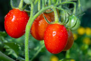 Uzun kırmızı İtalyan datterini pomodori domatesleri bahçede yetişir, passata, makarna ve salata için kullanılır.