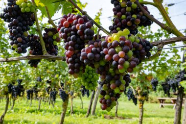 Hollanda 'da şarap yapımı, olgunlaşmış kırmızı şarap üzümü Betuwe, Gelderland' deki Hollanda üzüm bağlarında hasat için hazır, organik şarap.