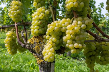 Hollanda 'da şarap üretimi, olgunlaşmış beyaz şarap üzümü Cabernet Blanc Betuwe, Gelderland' daki Hollanda üzüm bağlarında hasat için hazır, organik şarap