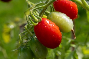 Uzun kırmızı İtalyan datterini pomodori domatesleri bahçede yetişir, passata, makarna ve salata için kullanılır.