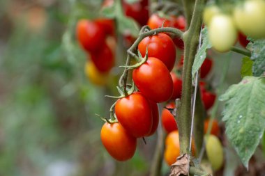 Fondi, Lazio 'daki sera çiftliklerinde kırmızı salata ya da sos yetiştirme, İtalya' da yaz aylarında tarım
