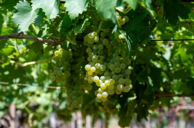 Lazio, İtalya 'da beyaz şarap üzümleri yetiştiren üzüm bağları, Chardonnay, muscat ve malvasia üzümleri