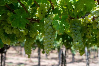 Lazio, İtalya 'da beyaz şarap üzümleri yetiştiren üzüm bağları, Chardonnay, muscat ve malvasia üzümleri