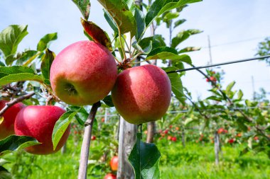 Hollanda 'nın meyve bölgesinde, Betuwe' de, Gelderland 'da, Eylül, elstar, jonagold, olgun elma, Hollanda' da tarımda, elma ağaçlarının organik ekininde hasat zamanı