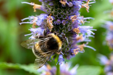 Bal arısı böceği mor çiçekleri tozlaştırır agastache foeniculum anise hyssop, mavi dev hissop bitkisi