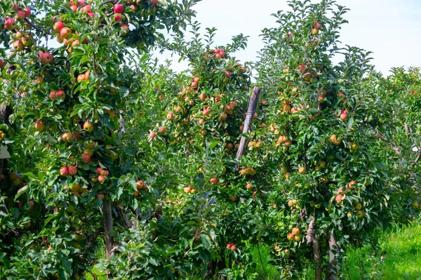 Oogsttijd Fruitregio Nederland Betuwe Gelderland Biologische Aanplant Van Appelbomen September — Stockfoto