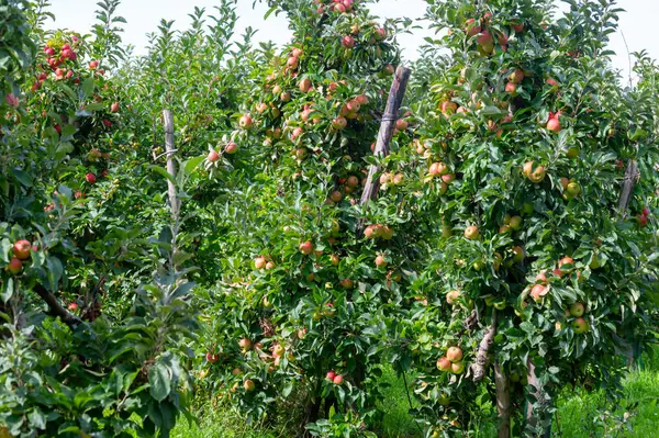 Tiempo Cosecha Región Frutal Holanda Betuwe Gelderland Plantación Orgánica Manzanos — Foto de Stock