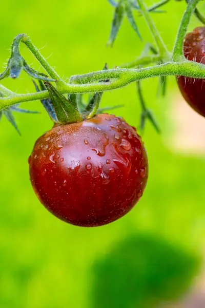 Vine Ripe Unripe Raddish Brown Cherry Tomatoes Close Raindrops — Stock Photo, Image