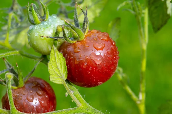 Vine of ripe and unripe raddish brown cherry tomatoes close up with raindrops