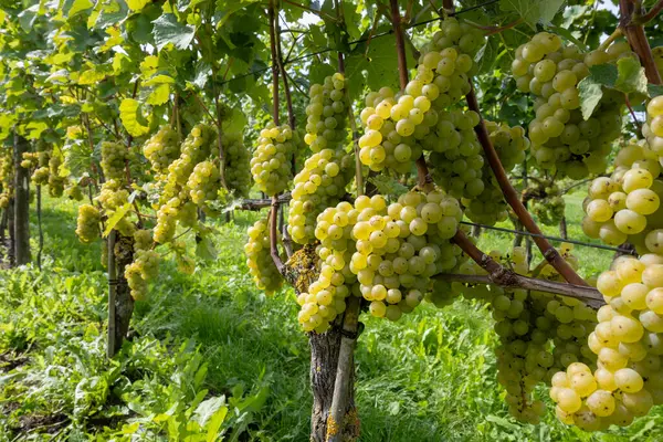 荷兰酿酒 成熟的白葡萄酒和玫瑰葡萄酒 赤霞珠白葡萄酒 准备在荷兰的贝都韦葡萄园收获有机葡萄酒 — 图库照片