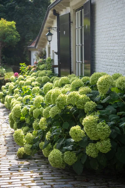 Straßen Und Alte Häuser Der Historischen Kleinstadt Buren Gelderland Niederlande — Stockfoto