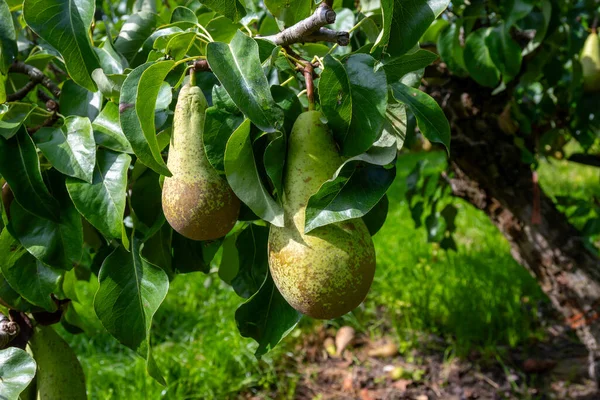 Gröna Ekologiska Fruktträdgårdar Med Rader Konferens Päron Träd Med Mogna — Stockfoto
