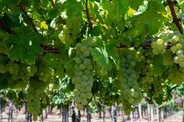 ラツィオ イタリア シャルドネ マスカット マルヴァジアのブドウで白ワインのブドウを栽培するワインヤード — ストック写真