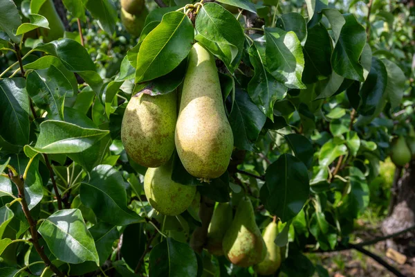 Zielone Sady Organiczne Rzędami Gruszek Konferencyjnych Dojrzałymi Owocami Betuwe Gelderland — Zdjęcie stockowe