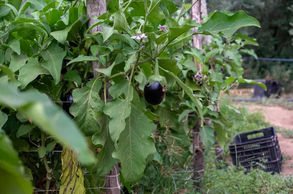 Neue Ernte Von Leckerem Reifen Lila Auberginen Gemüse Italien Latium — Stockfoto