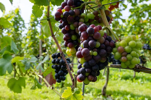 Produkcja Wina Holandii Dojrzałe Winogrona Czerwone Gotowe Zbioru Holenderskich Winnicach — Zdjęcie stockowe