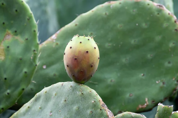 Érett Lédús Ehető Gyümölcsök Opuntia Tüskés Körte Kaktuszok Betakarításra Készen — Stock Fotó