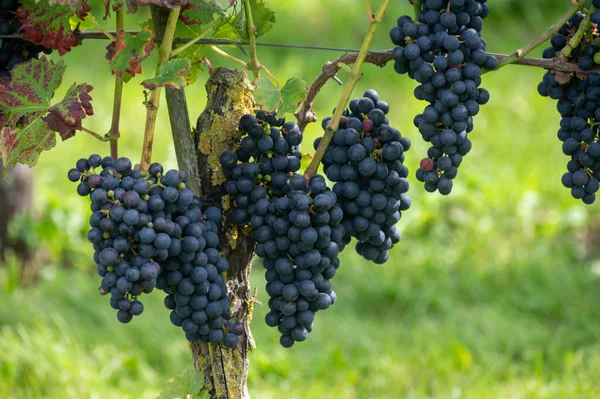 Wine Making Netherlands Ripe Black Red Wine Grape Ready Harvest — Stock Photo, Image