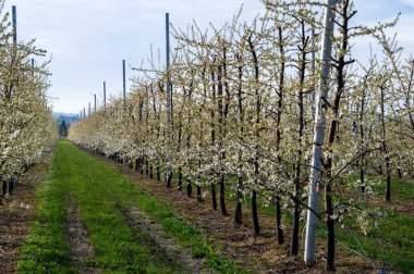 Hollanda 'da organik tarım, Zeeland' deki meyve bahçelerinde çiçek açan beyaz armut ağaçları.