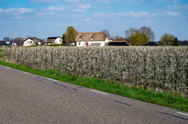 Batı Betuwe Meyve Bölgesi 'nde araba sürerken, Hollanda' nın Betuwe şehrinde meyve ağaçlarıyla dolu bir meyve bahçesi olan erik ağacının bahar beyaz çiçeği.