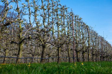 Hollanda 'da organik tarım, Zeeland' deki meyve bahçelerinde çiçek açan beyaz armut ağaçları.